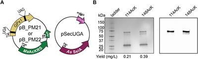 Dual incorporation of non-canonical amino acids enables production of post-translationally modified selenoproteins